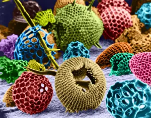 Shells Prints: Radiolarians (SEM)
