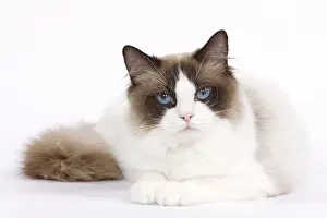Studio Prints: Ragdoll Cat