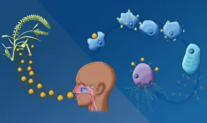 Plasma Prints: Ragweed Allergy, Illustration
