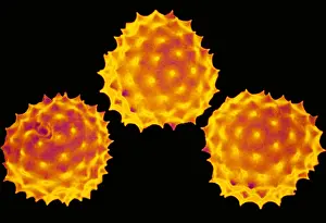 Ragweed pollen