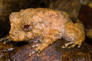 Rain Prints: Rain Frog