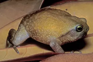 2005 Prints: Rain Frog