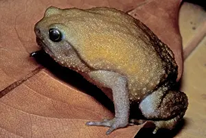 2005 Prints: Rain Frog