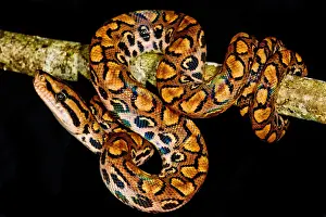 Serpent Prints: Rainbow Boa