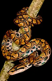 Serpent Prints: Rainbow Boa