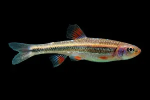 Fish Prints: Rainbow Shiners (Notropis chrosomus)
