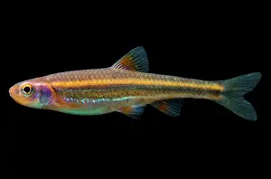 Breeding Prints: Rainbow Shiners (Notropis chrosomus)