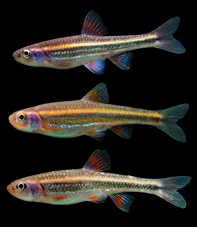 Breeding Prints: Rainbow Shiners (Notropis chrosomus)