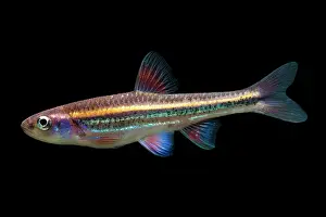 Breeding Prints: Rainbow Shiners (Notropis chrosomus)