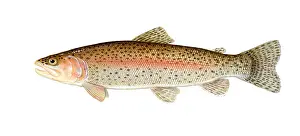 World Cultures Prints: Rainbow Trout