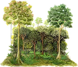 Plantae Prints: Rainforest