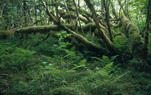 World Cultures Prints: Rainforest, Alaska