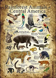 Sloth Prints: Rainforest Animals of Central America