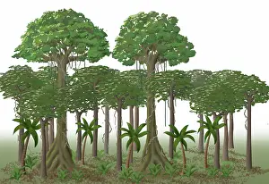 Ground Prints: Rainforest Layers, Illustration