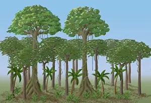 Ground Prints: Rainforest Layers, Illustration