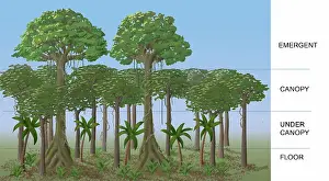 Ground Prints: Rainforest Layers, Illustration