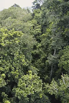 Central Prints: Rainforest in Panama