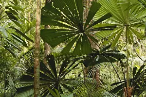 Misc 2 Prints: Rainforest in Queensland, Australia