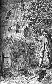 Strong Prints: Raining Rats, 1680