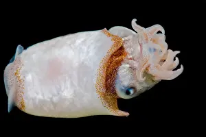 Cephalopod Prints: Ram's Horn squid (Spirula spirula)