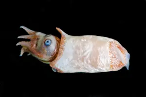 Cephalopod Prints: Ram's Horn squid (Spirula spirula)