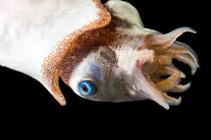 Cephalopod Prints: Ram's Horn squid (Spirula spirula)