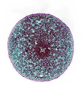 Root Prints: Ranunculus Root, light micrograph