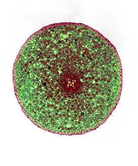 Root Prints: Ranunculus Root, light micrograph
