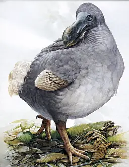 Raphus cucullatus, Dodo Bird, Extinct