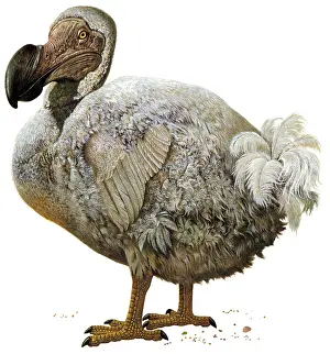 Raphus cucullatus, Dodo Bird, Extinct
