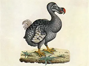 Best Sellers Part III Prints: Raphus Cucullatus, Extinct Dodo Bird, Illustration