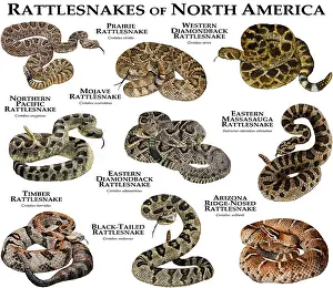 Poster Prints: Rattlesnakes of North America