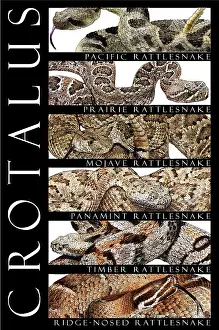 Vipers Prints: Rattlesnakes of North America