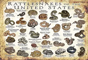 Dangerous Prints: Rattlesnakes of the United States