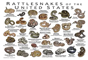 Field Prints: Rattlesnakes of the United States