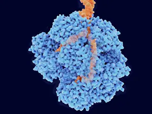 Model Prints: RecBCD, Enzyme of E. coli