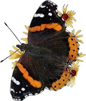 Admiral Prints: Red Admiral Butterfly