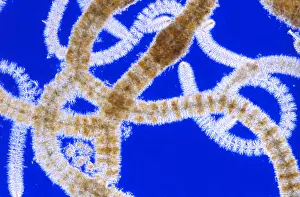 Algae Prints: Red algae, Batrachospermum, light micrograph