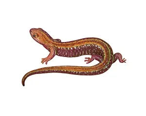 Back Prints: Red Backed Salamander