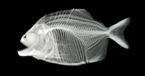 X Rays Prints: Red-Bellied Piranha