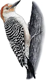 Red Bellied Prints: Red-bellied Woodpecker