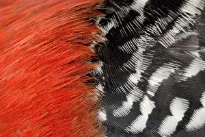 Pattern Prints: Red-bellied Woodpecker feathers