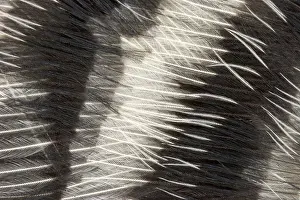 Pattern Prints: Red-bellied Woodpecker feathers