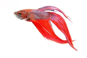 Freshwater Prints: Red Betta Fish (Betta splendens) portrait