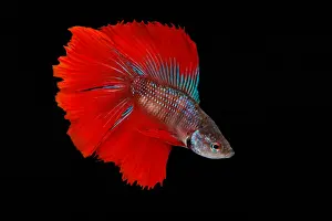 Freshwater Prints: Red Betta Fish (Betta splendens) portrait