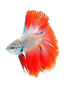 Freshwater Prints: Red Betta Fish (Betta splendens) portrait
