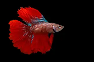 Asia Prints: Red Betta Fish (Betta splendens) portrait