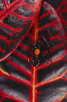 Pattern Prints: Red and Black Poison Arrow Frog