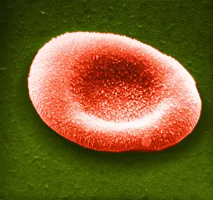 Hemoglobin Prints: Red Blood Cell, under a microscope (SEM)