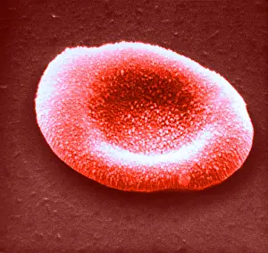 Non Pathological Prints: Red Blood Cell, under a microscope (SEM)